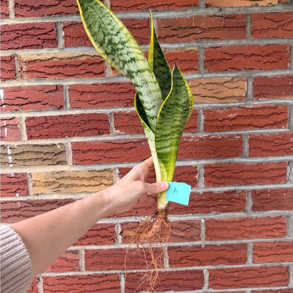 Vibrant Green Snake Plant - Picture 3 of 6